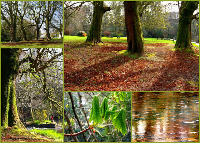 image collage from early spring