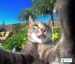 Cat Pic Selfie - Cat Pics Download 2023 - biraler pic - NeotericIT.com - Image no 2