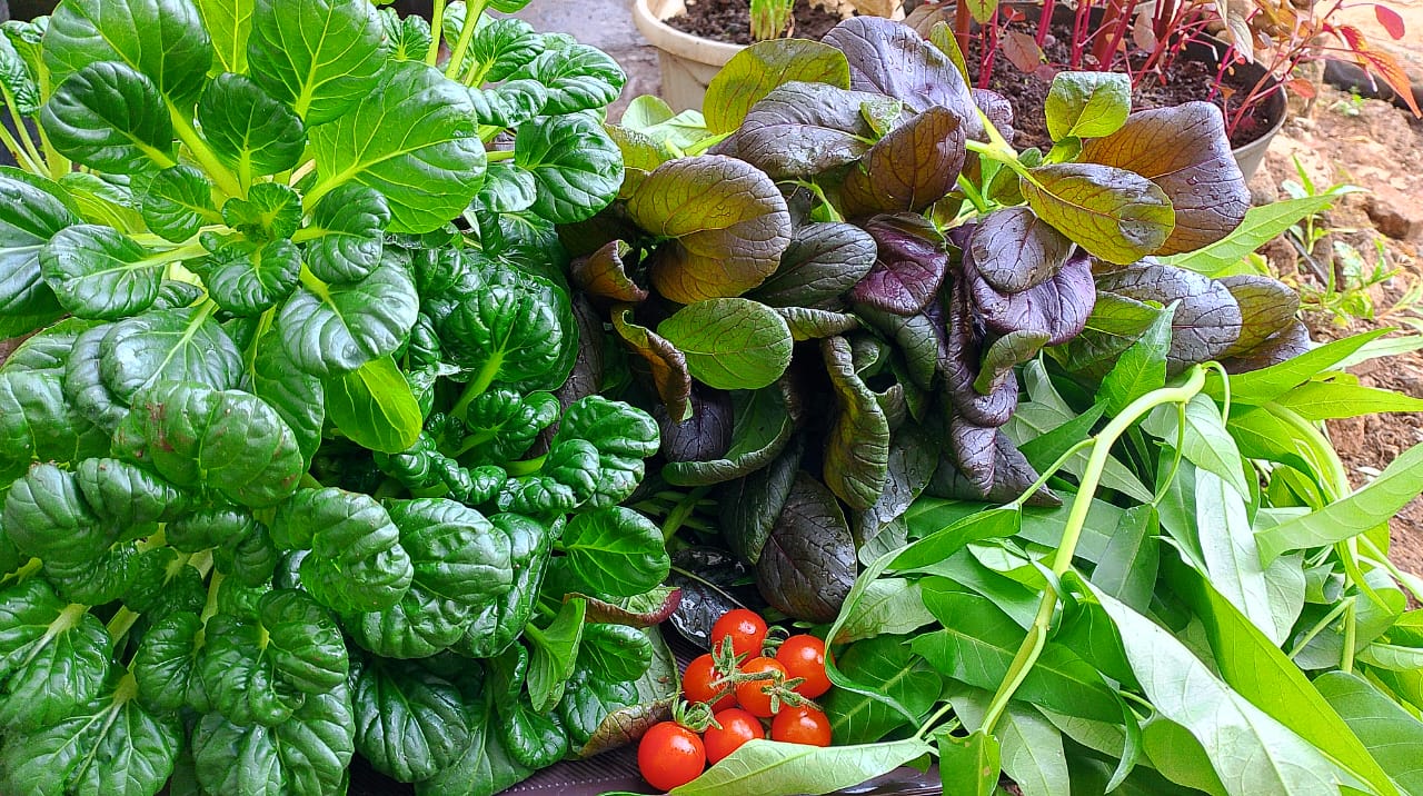 Sayuran segar urban farming