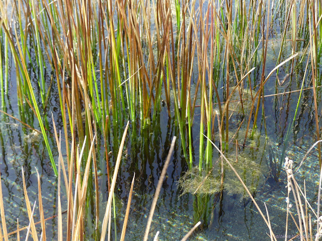 17: shallow water with grass and duckweed