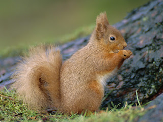 Squirrel Wallpapers