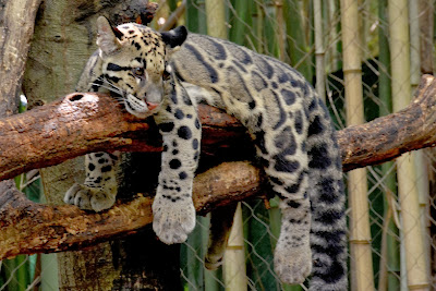 Clouded Leopard, Leopard