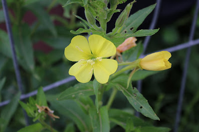 - - Oenothera cambrica