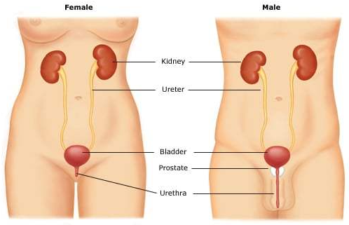 Apa Itu Sistem Perkemihan atau Urinary Tract Apa Itu Sistem Perkemihan Sistem perkemihan atau urinary tract adalah sistem saluran dalam tubuh manusia, meliputi ginjal dan saluran keluarnya yang berfungsi untuk membersihkan tubuh dari zat-zat yang tidak diperlukan. Zat yang diolah oleh sistem ini selalu berupa sesuatu yang larut dalam air.   Sistem ini terdiri dari sepasang ginjal (ren,kidney) dengan saluran keluar urine berupa ureter dari setiap ginjal. Ureter itu bermuara pada sebuah kandung kemih (urinary bladder, vesica urinaria) di perut bagian bawah, di belakang tulang kemaluan (pubic bone).   Urine selanjutnya dialihkan keluar melalui sebuah urethra. Urin yang keluar dari kandungan kemih mempunyai komposisi utama yang sama dengan cairan yang keluar dari duktus koligentes; tidak ada perubahan yang berarti pada komposisi urin sejak mengalir melalui kaliks renalis dan ureter sampai kandung kemih.   Urin mengalir dari duktus koligentes masuk ke kaliks renalis, meregangkan kaliks renalis dan meningkatkan aktivitas pacemakernya, yang kemudian mencetuskan kontraksi peristaltik yang menyebar ke pelvis renalis dan kemudian turun sepanjang ureter sehingga mendorong urin dari pelvis renalis ke arah kandung kemih.     Tahap Pembentukan Urin Berikut ini adalah tahap pembentukan urin meliputi tiga bagian pokok, yang diantaranya adalah :   Proses Filtrasi Proses Reabsorbsi Augmentasi    Nah itu dia bahasan dari apa itu sistem perkemihan atau urinary tract. Melalui bahasan di atas bisa diketahui mengenai apa itu sistem perkemihan dan apa saja tahap pembentukan urin. Mungkin hanya itu yang bisa disampaikan di dalam artikel ini, mohon maaf bila terjadi kesalahan di dalam penulisan, dan terimakasih telah membaca artikel ini."God Bless and Protect Us"
