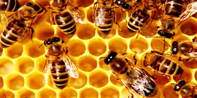 Cara Memancing Lebah Madu Datang