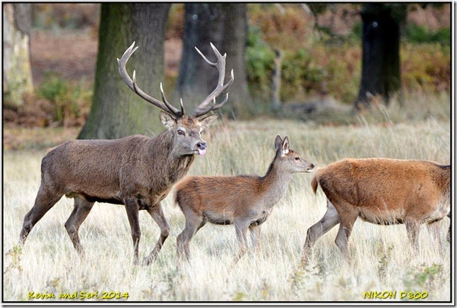 Bradgate Park - Autumnal scenes