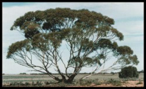 Biofuel From An Australian Tree Is Viable And Sustainable