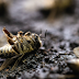 Analyse dode bijen, was en honing op pesticiden