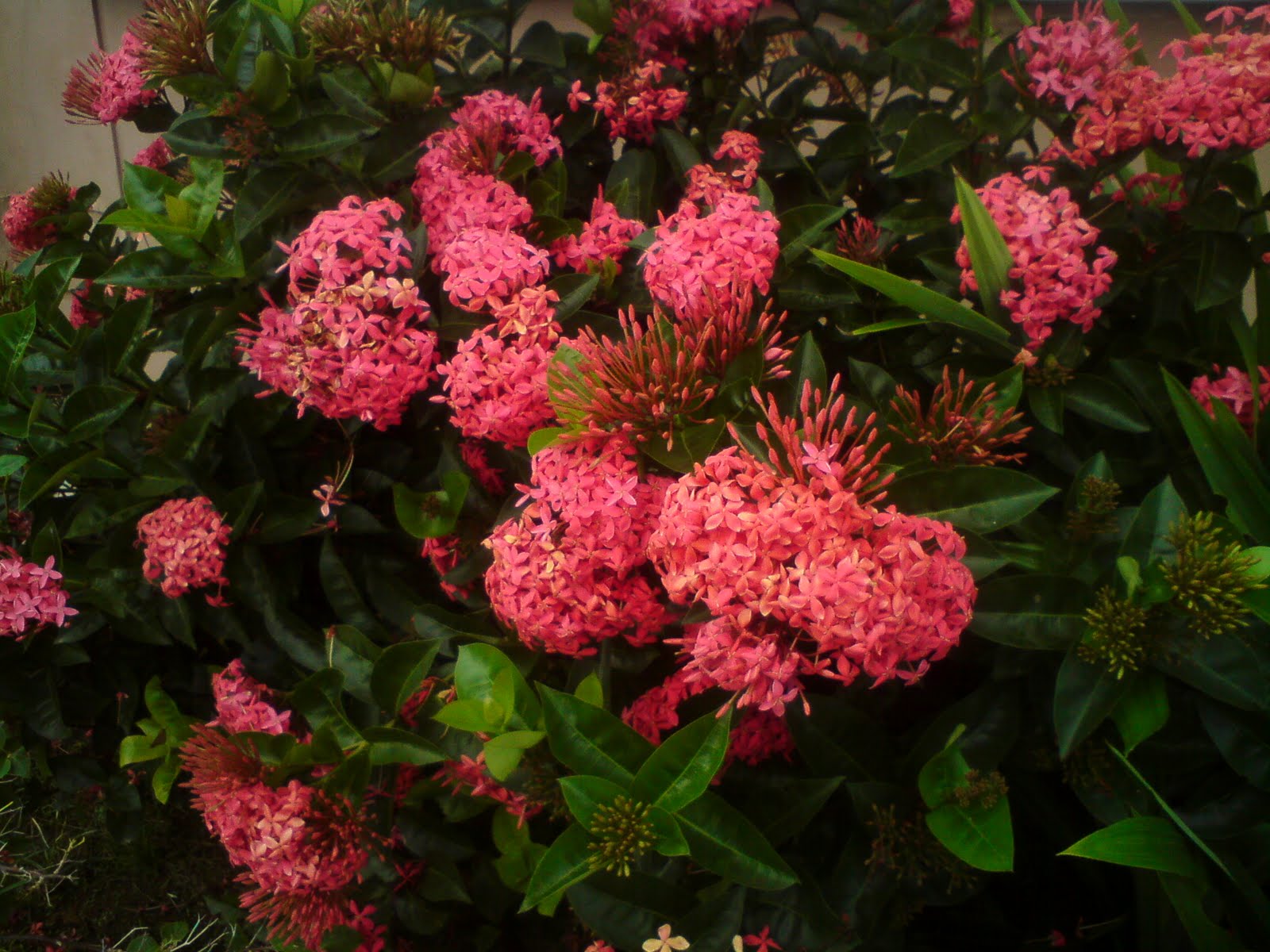 Pokok herba,bunga, ulaman dan segala jenis tumbuhan: June 2010