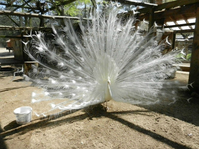 peacock pictures, peafowl pictures, most beautiful and colorful bird in the world, albino peacock pictures, white peacock pictures