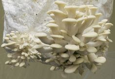 Mushroom Spawn Supplier In Kavant