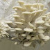 Mushroom Spawn Supplier In Kavant | Mushroom Spawn Manufacturer And Supplier In Kavant | Where To Find Mushroom Spawn In Kavant