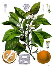 Neroli Oil - A Popular Perfume Ingredient