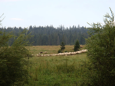 grzyby 2018, grzyby w lipcu, grzyby na Orawie, borowiki, naziemki, spotkanie z padalcem, pełny koszyk