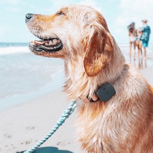 tracking-collar-for-pet