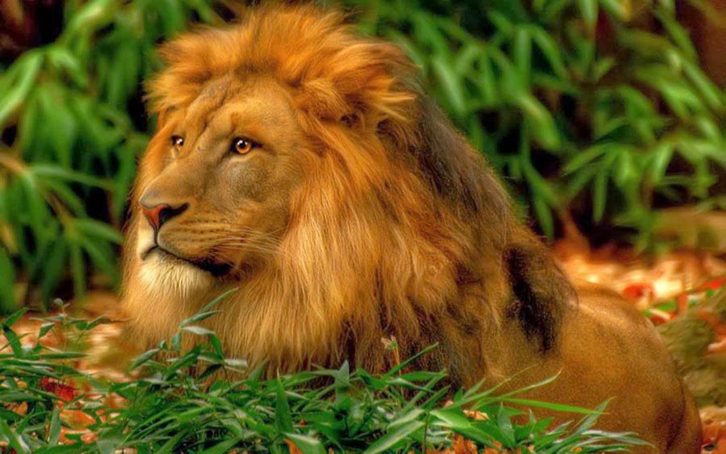 21 Incredible Pics of African lion's, White Lions, Baby 