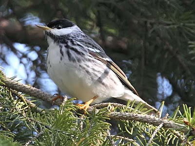 Blackpoll Warbler