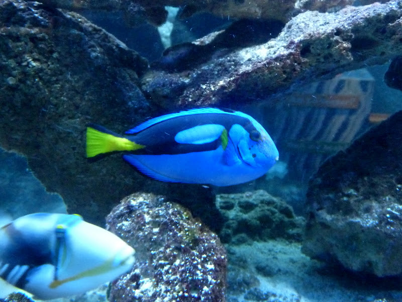 blue fish with yellow tail