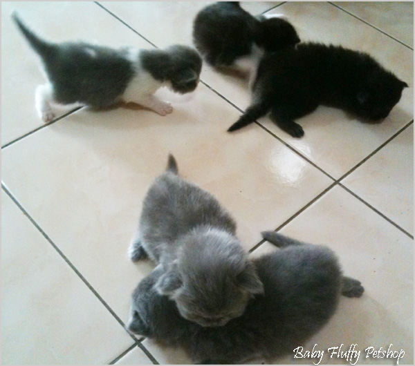 Black And White Kittens For Sale. lack and white cats and