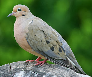 Mountain Dove HD Wallpapers