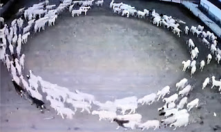 ovelhas em circulo Mongolia