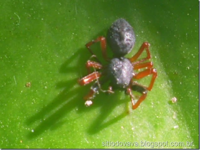 aranha aranha