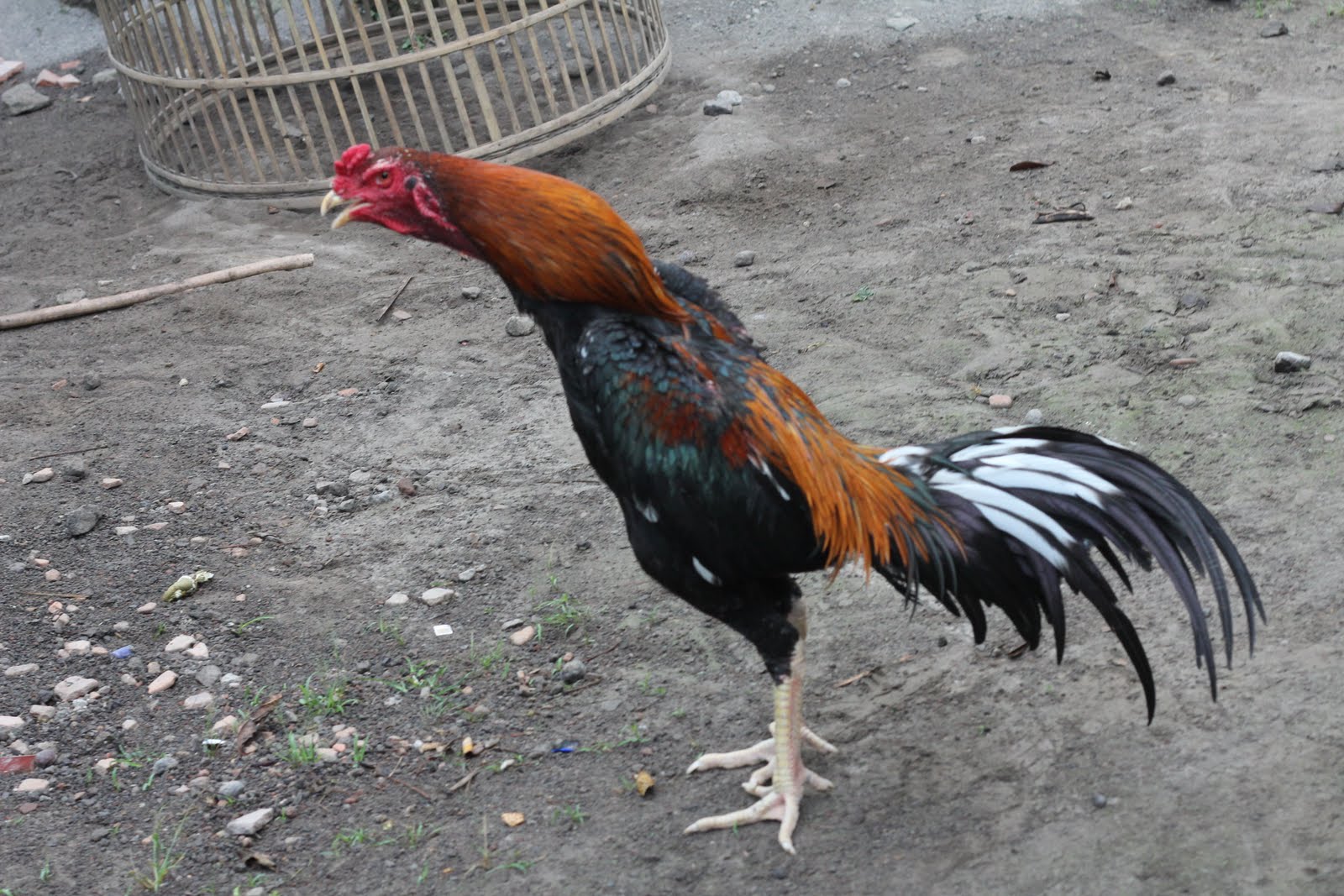 Foto Ayam Jago Bangkok Petarung GambarBinatangCom