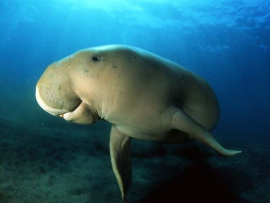 Dugong 533x400 Hewan Yang Paling Sulit Ditemukan Di Bumi