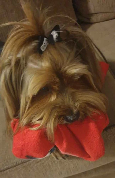 Yorkie sleeping with blanket in his mouth