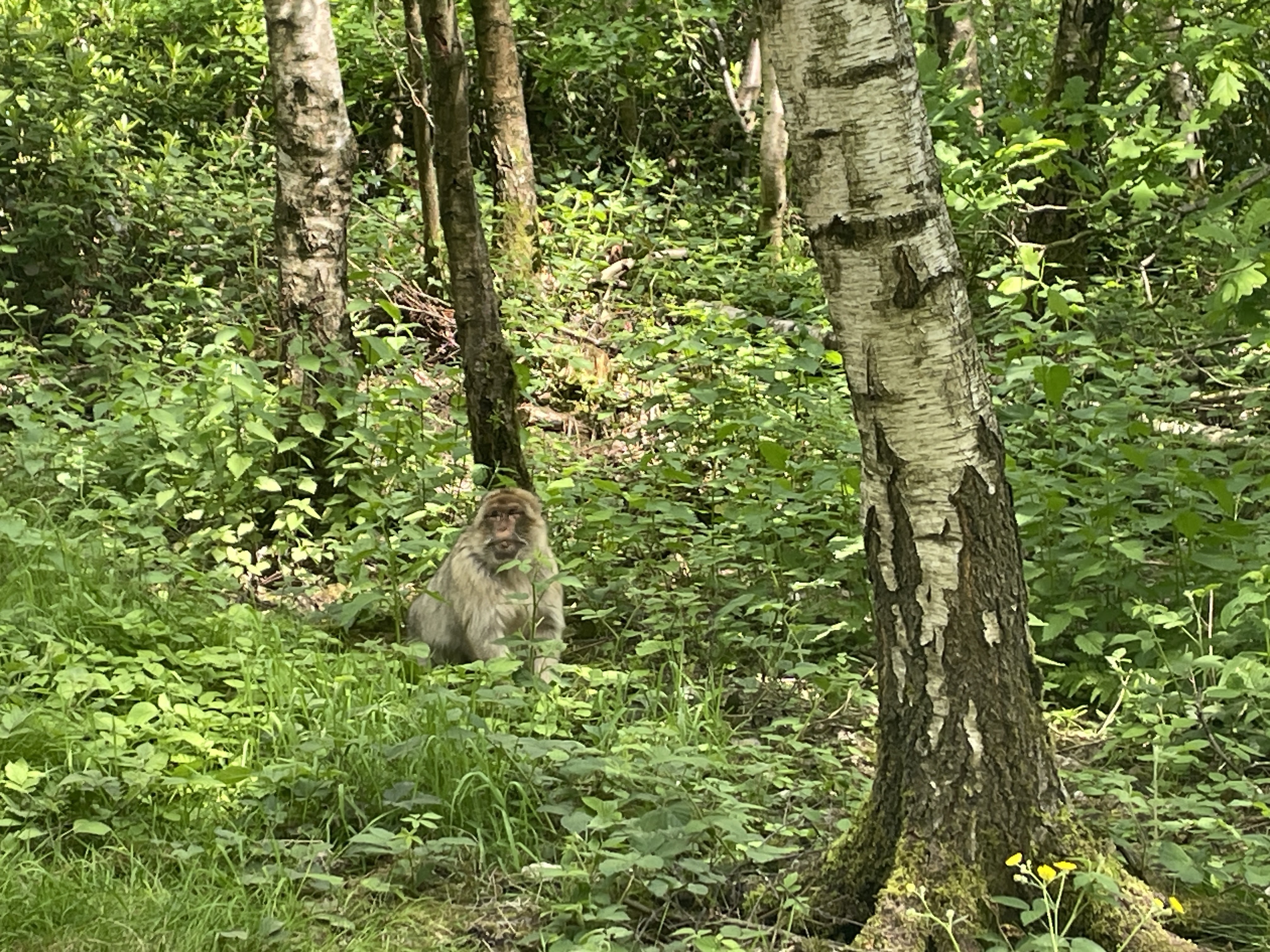 monkeys in forest