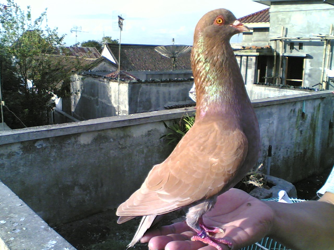 Wallpaper Burung Dara Merpati Lexus