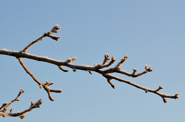 brancge bourgeons glace hiver jardin givre