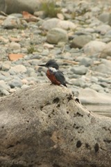 IMG_7541