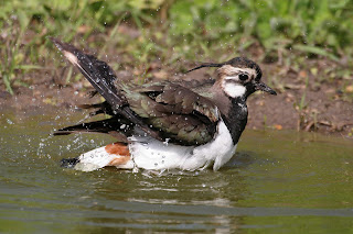 Lapwing by Jill Pakenham