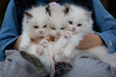 cat care