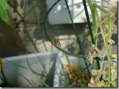 spider 010