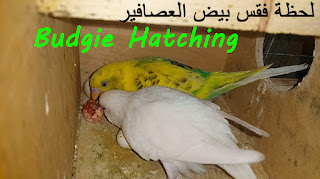 Budgie hatching - فيديو لحظة فقس بيض العصافير