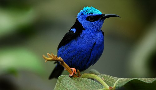 Honey-creeper bird