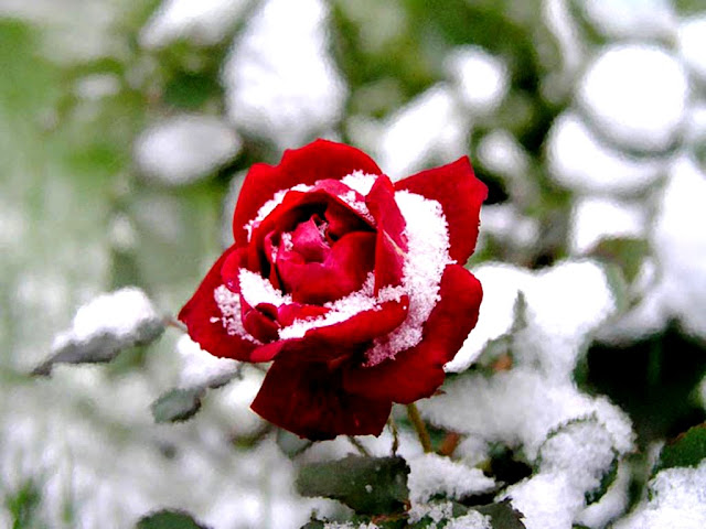 Wallpaper setangkai mawar