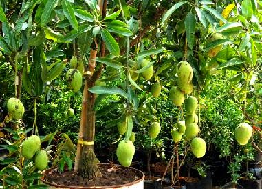 Pohon Mangga  di Halaman Rumah RAGAM TANAMAN BUAH  INDONESIA