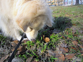 草を食べる犬