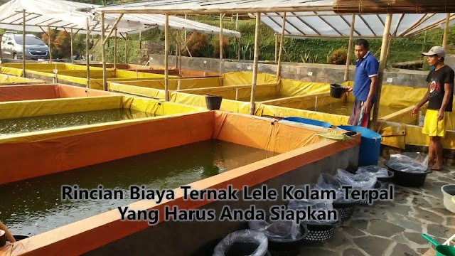 Rincian Biaya Ternak Lele Kolam Terpal Yang Harus Anda Siapkan