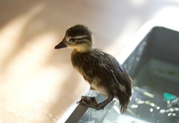 Cute baby mandarin duck swimming, cute baby duck, baby duck pictures