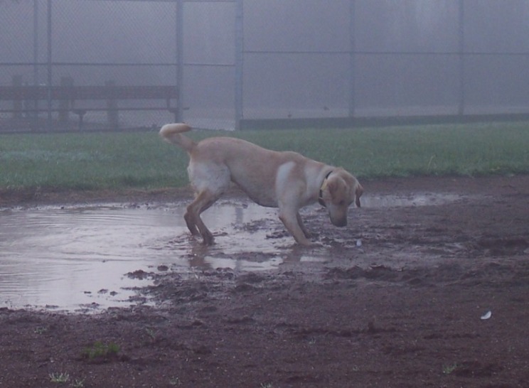 cabana standing still at the edge of the mud puddle, ears forward as she curiously checks out a little white seagull feather