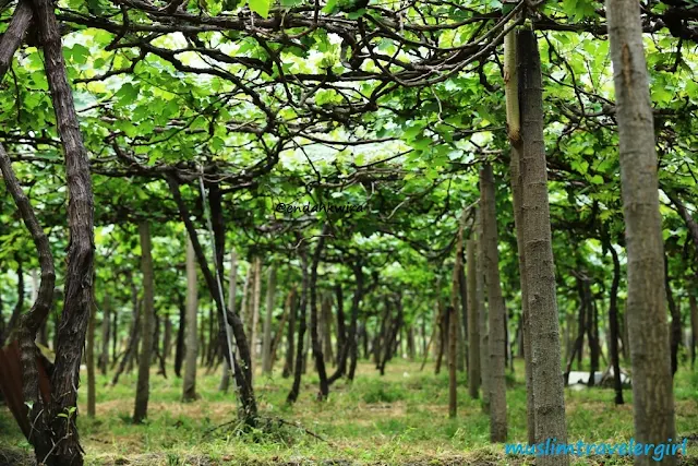 kebun anggur di bali