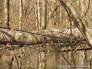 21st Century Beaver Lodge