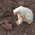 Polar Bears Hunt on Land as Ice Shrink