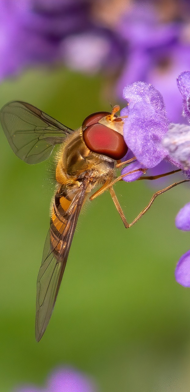 An insect on a lavender flower.