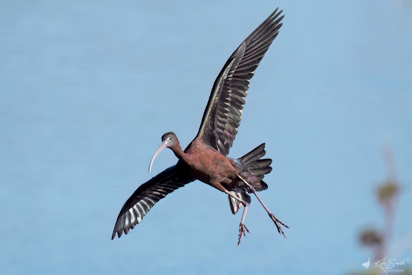 Glossy ibis