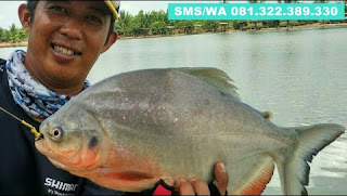 Essen Ikan Bawal Khusus Di Danau